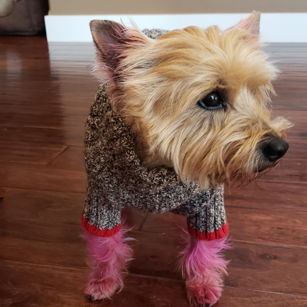American Eagle Outfitters Dog sweater🐕❤